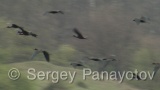 Video of Glossy Ibis - Glossy Ibis is hunting in the lake in the summer